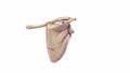 Pectoral Girdle with blood vessels