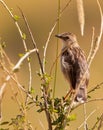 The Pectoral-patch Cisticola Royalty Free Stock Photo