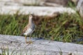 Pectoral Sandpiper bird Royalty Free Stock Photo