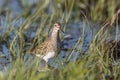 Pectoral Sandpiper bird Royalty Free Stock Photo