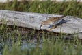 Pectoral Sandpiper bird Royalty Free Stock Photo