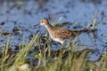 Pectoral Sandpiper bird