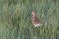 Pectoral Sandpiper bird Royalty Free Stock Photo