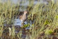 Pectoral Sandpiper bird Royalty Free Stock Photo