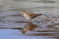 Pectoral Sandpiper (Calidris melanotos)