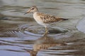 Pectoral Sandpiper (Calidris melanotos) Royalty Free Stock Photo