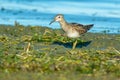 Pectoral Sandpiper - Calidris melanotos