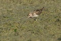 Pectoral Sandpiper - Calidris melanotos