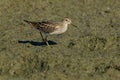 Pectoral Sandpiper - Calidris melanotos