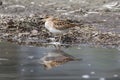 Pectoral Sandpiper (Calidris melanotos) Royalty Free Stock Photo