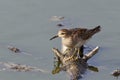 Pectoral Sandpiper, Calidris melanotos, perched by water Royalty Free Stock Photo