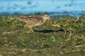 Pectoral Sandpiper - Calidris melanotos