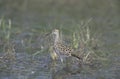 Pectoral sandpiper, Calidris melanotos Royalty Free Stock Photo