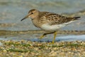 Pectoral Sandpiper - Calidris melanotos