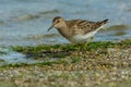 Pectoral Sandpiper - Calidris melanotos