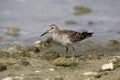 Pectoral sandpiper, Calidris melanotos Royalty Free Stock Photo