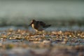 Pectoral Sandpiper feeding at seaside beach