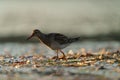 Pectoral Sandpiper feeding at seaside beach