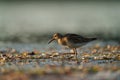 Pectoral Sandpiper feeding at seaside beach