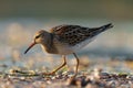 Pectoral Sandpiper feeding at seaside beach