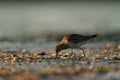 Pectoral Sandpiper feeding at seaside beach