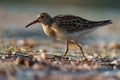 Pectoral Sandpiper feeding at seaside beach