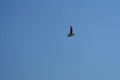 Pectoral Sandpiper flying in the sky