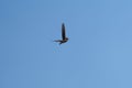 Pectoral Sandpiper flying in the sky