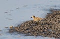 Pectoral Sandpiper bird Royalty Free Stock Photo