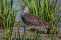 Pectoral Sandpiper