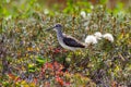 Pectoral Sandpiper in taimyr tundra