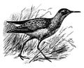 Pectoral Sandpiper, vintage illustration