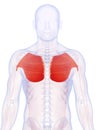 The pectoralis major Royalty Free Stock Photo