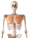 The pectoralis major Royalty Free Stock Photo