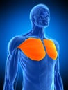 The pectoralis major Royalty Free Stock Photo