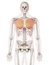 The pectoralis major Royalty Free Stock Photo