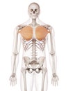 The pectoralis major