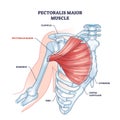 Pectoralis major muscle as human chest muscular anatomy outline diagram