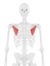 The Pectoralis Minor