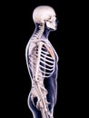 The pectoralis minor Royalty Free Stock Photo
