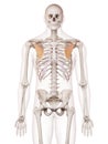The pectoralis minor Royalty Free Stock Photo