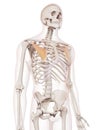The pectoralis minor Royalty Free Stock Photo