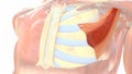 Pectoralis minor muscle which connects to ribs
