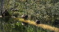 Peculiar detail about the famous killer lake with wild duck family in Transylvania, Romania. Royalty Free Stock Photo