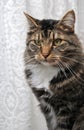 Peculiar maine coon cat Royalty Free Stock Photo
