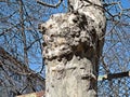 A Peculiar Outgrowth Formed On the Trunk of an Old Plane Tree Royalty Free Stock Photo