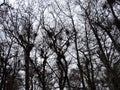 Peculiar Tree Branches in the Everglades National Park Florida