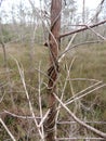 Peculiar Tree Branches in the Everglades National Park Florida