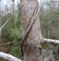 Peculiar Tree Branches in the Everglades National Park Florida