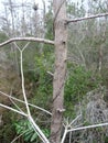 Peculiar Tree Branches in the Everglades National Park Florida